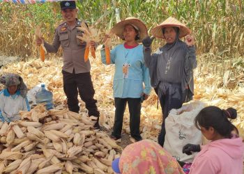 Bhabinkamtibmas Kelurahan Bah Kapul, BRIPKA Sunandar, mendampingi warga, Pak Paimin, panen jagung di Jalan Sibatu-batu, pada Rabu (30/7/2025) siang.