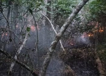 Personel Polsek Parapat dengan sigap mengambil tindakan heroik untuk memadamkan kebakaran yang mengancam kelestarian hutan, di kawasan Danau Toba.