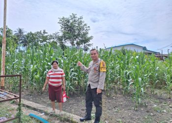 Polsek Siantar Selatan - Polres Pematangsiantar melalui Bhabinkamtibmas melaksanakan sambang kepada warga, Ibu Juli Siahaan yang memanfaatkan lahan dengan tanaman jagung, di Jalan SKI Pematangsiantar, pada Minggu pagi (6/7/2025).