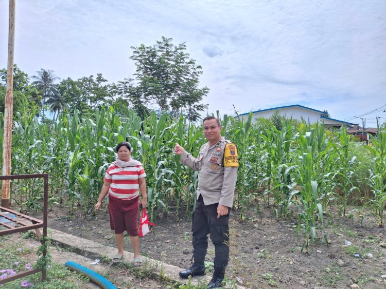 Polsek Siantar Selatan - Polres Pematangsiantar melalui Bhabinkamtibmas melaksanakan sambang kepada warga, Ibu Juli Siahaan yang memanfaatkan lahan dengan tanaman jagung, di Jalan SKI Pematangsiantar, pada Minggu pagi (6/7/2025).