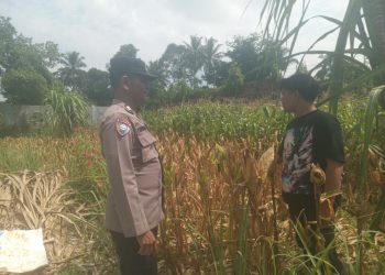 Bhabinkamtibmas Kelurahan Sukadame, AIPTU P. Simanjuntak, sambangi warga, Bapak KS. Sagala yang memanfaatkan lahan kosong tanam jagung, di jalan Meranti Pematangsiantar, pada Sabtu (5/7/2025) siang.