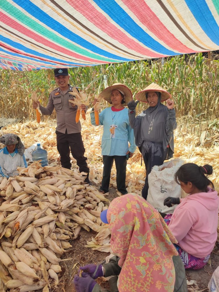 Bhabinkamtibmas Kelurahan Bah Kapul, BRIPKA Sunandar, mendampingi warga, Pak Paimin, panen jagung di Jalan Sibatu-batu, pada Rabu (30/7/2025) siang.