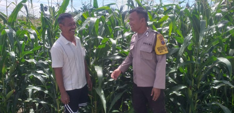 Bhabinkamtibmas Kelurahan Kristen, BRIPKA Swandi melaksanakan sambang warga, Bapak E. Butarbutar yang memanfaatkan lahan dengan tanam jagung, di Jalan Mandiri Pematangsiantar, pada Senin (7/7/2025) siang.
