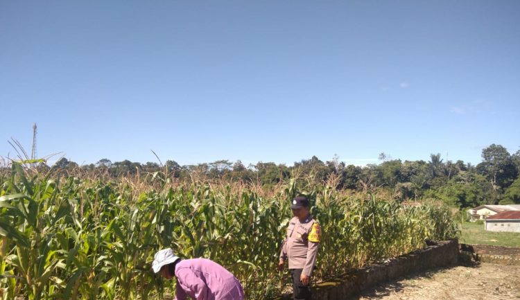 Polsek Siantar Marihat melaksanakan sambang kepada warga, Ibu Siagian boru Siahaan yang manfaatkan ladang tanam jagung, di Jalan Parapat Pematangsiantar, pada Sabtu (12/7/2025) siang.
