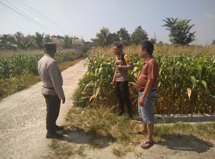 Polsek Siantar Selatan melaksanakan sambang dan monitor perkembangan tanaman jagung milik warga, Bapak P. Panggabean, di jalan Mandiri Pematangsiantar, pada Senin (28/7/2025) siang.