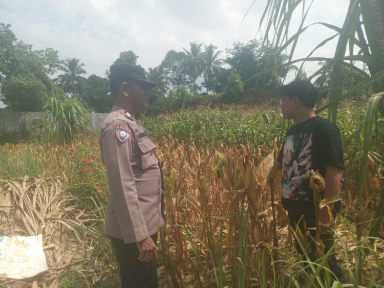 Bhabinkamtibmas Kelurahan Sukadame, AIPTU P. Simanjuntak, sambangi warga, Bapak KS. Sagala yang memanfaatkan lahan kosong tanam jagung, di jalan Meranti Pematangsiantar, pada Sabtu (5/7/2025) siang.