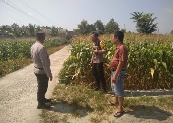 Polsek Siantar Selatan melaksanakan sambang dan monitor perkembangan tanaman jagung milik warga, Bapak P. Panggabean, di jalan Mandiri Pematangsiantar, pada Senin (28/7/2025) siang.