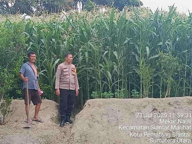 Polsek Siantar Timur melaksanakan sambang kepada warga yang tanam jagung, di Jalan Pattimura Ujung Pematangsiantar, pada Senin (21/7/2025) siang.