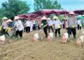 Wakil Bupati Simalungun, ketika mengikuti kegiatan Penanaman Jagung Serentak Kuartal III Tahun 2025 yang digelar Polres Simalungun, Rabu (9/7/2025).