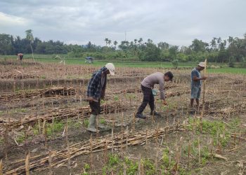 Polsek Siantar Martoba - Polres Pematangsiantar melalui Bhabinkamtibmas Kelurahan Bah Kapul, BRIPKA Sunandar, sambangi warga, Bapak Paimin Sinaga yang sedang tanam jagung, di Jalan Sibatu-batu, pada Kamis (21/8/2025) siang.