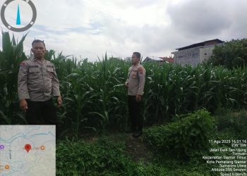 Kapolsek Siantar Timur, IPTU Edy J.J. Manalu SH, MH, bersama Kanit Binmas, IPDA B. Sitorus dan Bhabinkamtibmas Kelurahan Tomuan, AIPDA Okto M. Sihole, melakukan pengecekan tanaman jagung milik warga, di Kelurahan Tomuan, pada Senin (11/8/2025) sore.