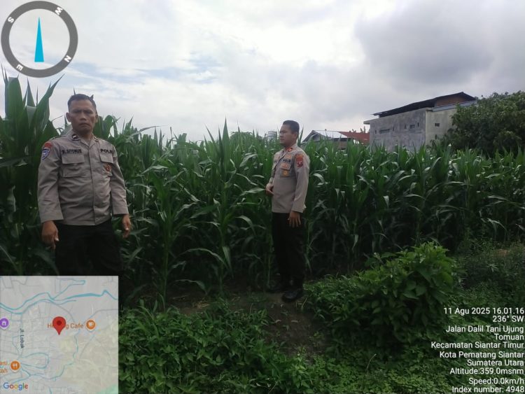Kapolsek Siantar Timur, IPTU Edy J.J. Manalu SH, MH, bersama Kanit Binmas, IPDA B. Sitorus dan Bhabinkamtibmas Kelurahan Tomuan, AIPDA Okto M. Sihole, melakukan pengecekan tanaman jagung milik warga, di Kelurahan Tomuan, pada Senin (11/8/2025) sore.