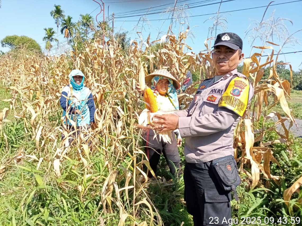Bhabinkamtibmas Kelurahan Marihat Jaya, Aipda Erick F. Marbun, sambangi warga yang sedang panen jagung, di jalan Bahkora II, pada Sabtu (23/8/2025) pagi.