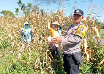 Bhabinkamtibmas Kelurahan Marihat Jaya, Aipda Erick F. Marbun, sambangi warga yang sedang panen jagung, di jalan Bahkora II, pada Sabtu (23/8/2025) pagi.