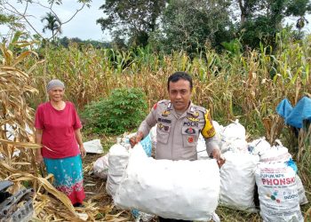 Bhabinkamtibmas Kelurahan Pematang Marihat, Bripka Asril Manurung, membantu panen jagung milik warga, Ibu Ari, di Kampung Baru Marihat Sentral, jalan Melanthon Siregar, pada Selasa (5/8/2025) pagi.