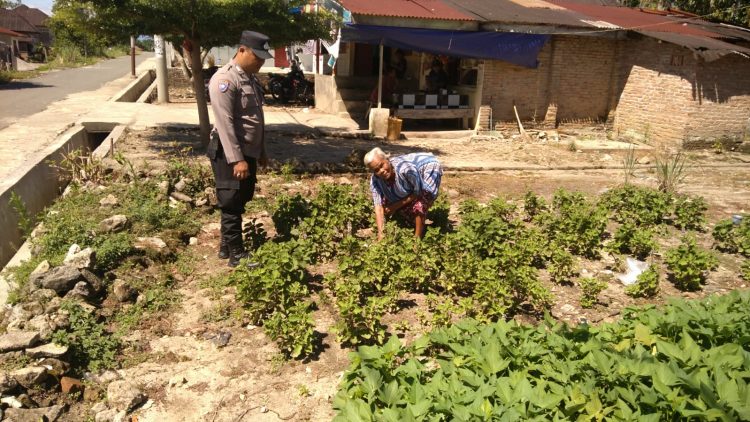 Bhabinkamtibmas Kelurahan Simarimbun, Bripka Johannes Siregar, sambangi pekarangan bergizi milik warga, Op. Livni br. Siahaan, di Simarimbun Dolok, pada Sabtu (9/8/2025) pagi.