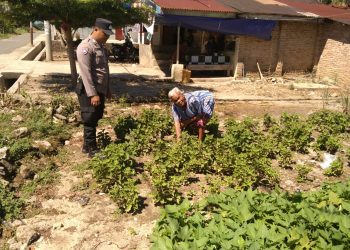 Bhabinkamtibmas Kelurahan Simarimbun, Bripka Johannes Siregar, sambangi pekarangan bergizi milik warga, Op. Livni br. Siahaan, di Simarimbun Dolok, pada Sabtu (9/8/2025) pagi.