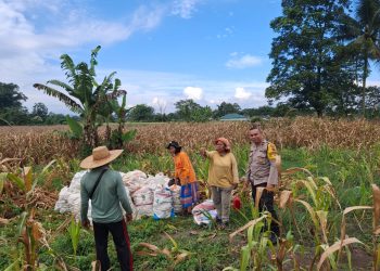 Bhabinkamtibmas Kelurahan Aek Nauli, Aipda Herry Susanto Tarigan, sambangi warga panen jagung, di Jalan Bendungan Atas, pada Kamis (7/8/2025) pagi.