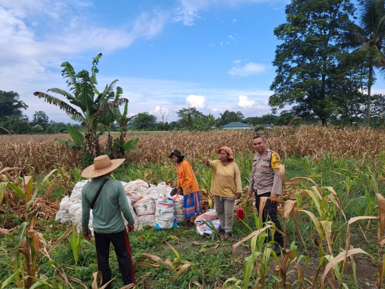 Bhabinkamtibmas Kelurahan Aek Nauli, Aipda Herry Susanto Tarigan, sambangi warga panen jagung, di Jalan Bendungan Atas, pada Kamis (7/8/2025) pagi.