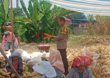 Bhabinkamtibmas Kelurahan Tanjung Pinggir, Aipda Rindu Aman Saragih, sambangi warga yang panen jagung, di Jalan Parsaoran, pada Selasa (19/8/2025) siang.