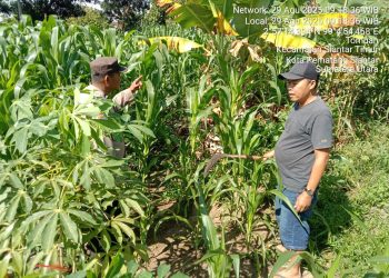 Polsek Siantar Timur melalui Bhabinkamtibmas Kelurahan Pardomuan, AIPDA Hardi N. Silalahi sambangi dan sekaligus pengecekan lahan jagung warga, di Jalan Dalil Tani, pada Jum'at (29/8/2025) pagi.