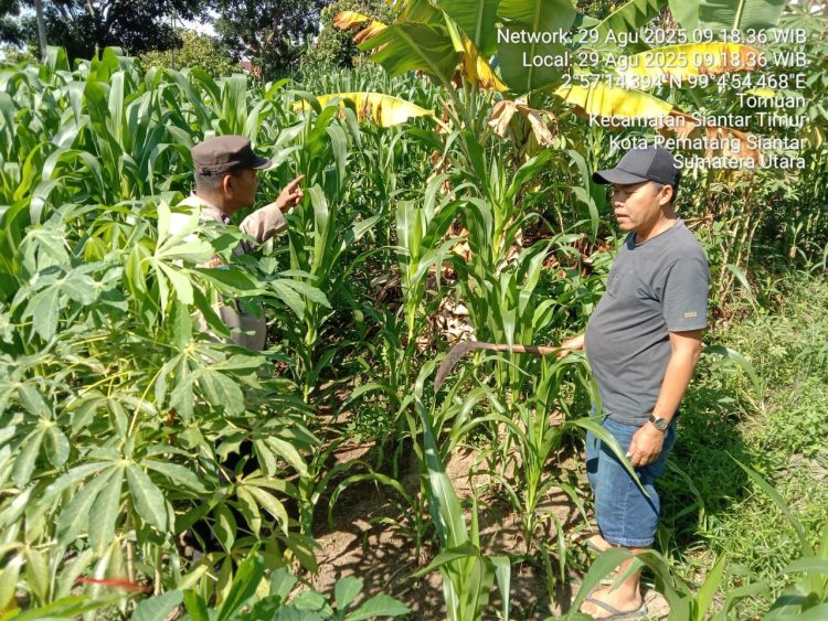Polsek Siantar Timur melalui Bhabinkamtibmas Kelurahan Pardomuan, AIPDA Hardi N. Silalahi sambangi dan sekaligus pengecekan lahan jagung warga, di Jalan Dalil Tani, pada Jum'at (29/8/2025) pagi.
