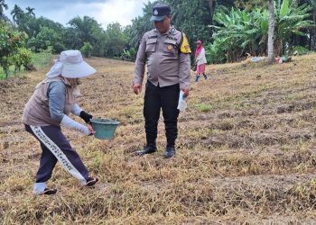 Bhabinkamtibmas Kelurahan Simarimbun, Bripka Johannes C. Siregar, melaksanakan sambang dan monitoring tanaman jagung milik warga, Bapak Rado P. Saragih, di Perladangan Sidomulyo, Kelurahan Simarimbun, pada Rabu (10/9/2025) siang.