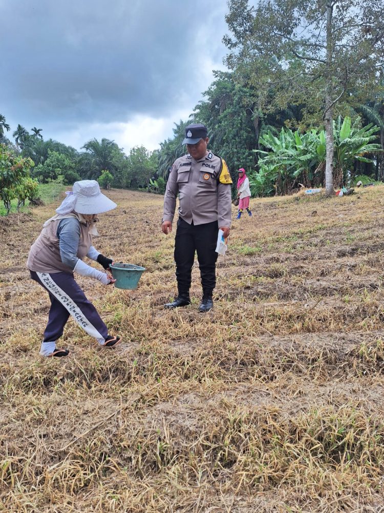 Bhabinkamtibmas Kelurahan Simarimbun, Bripka Johannes C. Siregar, melaksanakan sambang dan monitoring tanaman jagung milik warga, Bapak Rado P. Saragih, di Perladangan Sidomulyo, Kelurahan Simarimbun, pada Rabu (10/9/2025) siang.
