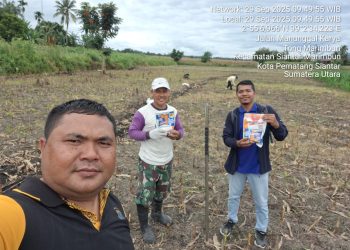 Polsek Siantar Marihat melalui Bhabinkamtibmas Kelurahan Simarimbun, Bripka Johannes C. Siregar, sambangi warga sedang tanam jagung, Bapak Marihot Silalahi/Br.Nainggolan, di Perladangan Jalan Parapat KM 5, Simpang Manunggal Karya, pada Senin (29/9/2025) pagi, pukul : 10.00 WIB.