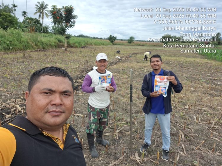 Polsek Siantar Marihat melalui Bhabinkamtibmas Kelurahan Simarimbun, Bripka Johannes C. Siregar, sambangi warga sedang tanam jagung, Bapak Marihot Silalahi/Br.Nainggolan, di Perladangan Jalan Parapat KM 5, Simpang Manunggal Karya, pada Senin (29/9/2025) pagi, pukul : 10.00 WIB.