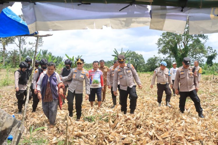 Kapolres Pematangsiantar, AKBP Sah Udur T.M Sitinjak S.H, S.I.K, M.H, melaksanakan pengecekan lahan jagung, di Kelurahan Tong Marimbun, pada Senin (8/9/2025) pagi.