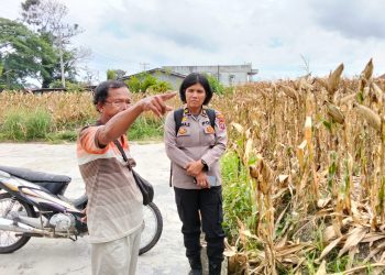 Polsek Siantar Marihat melalui Wakapolsek, IPTU Nana Sandar SH bersama Bhabinkamtibmas Kelurahan Marihat, Jaya Erick F. Marbun, melaksanakan sambang di perladangan jagung warga yang terletak di Jl. Bahkora II, pada Selasa (16/9/2025) sore.