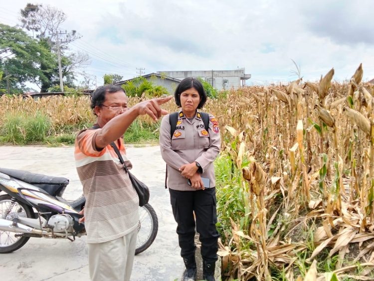 Polsek Siantar Marihat melalui Wakapolsek, IPTU Nana Sandar SH bersama Bhabinkamtibmas Kelurahan Marihat, Jaya Erick F. Marbun, melaksanakan sambang di perladangan jagung warga yang terletak di Jl. Bahkora II, pada Selasa (16/9/2025) sore.