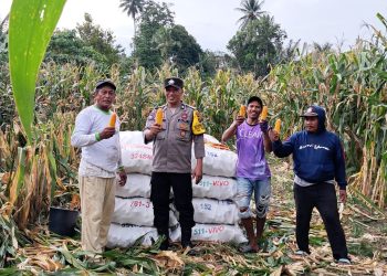 Bhabinkamtibmas Kelurahan Merdeka, Aiptu Jerry Ardian melakukan pengecekan panen jagung milik warga, Bapak Ruslam, di Jalan Pattimura ujung, pada Sabtu (6/9/2025) sore.