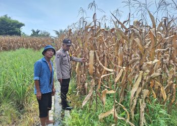 Bhabinkamtibmas Kelurahan Nagahuta Timur, AIPTU F. Munthe, melaksanakan sambang ke lahan jagung milik warga, Oppung Johansen Siregar, di Jalan Manuela Pematangsiantar, pada Senin (21/9/2025) pagi.