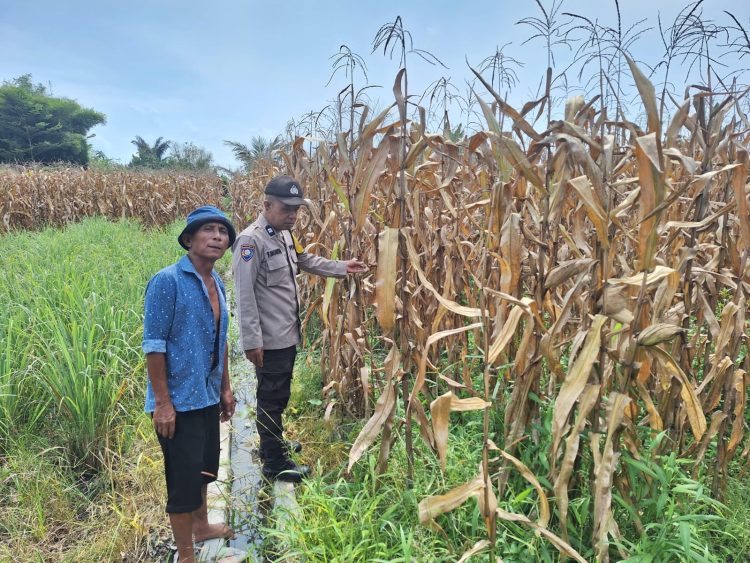 Bhabinkamtibmas Kelurahan Nagahuta Timur, AIPTU F. Munthe, melaksanakan sambang ke lahan jagung milik warga, Oppung Johansen Siregar, di Jalan Manuela Pematangsiantar, pada Senin (21/9/2025) pagi.
