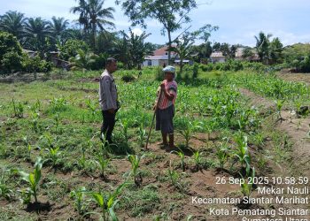 Bhabinkamtibmas Kelurahan Nagahuta Timur, AIPTU F. Munthe melaksanakan sambang kepada warga Ibu Misel br. Sianipar sedang membersihkan lahan jagung, di Jalan Pattimura Ujung, pada Jumat (26/9/2025) siang.