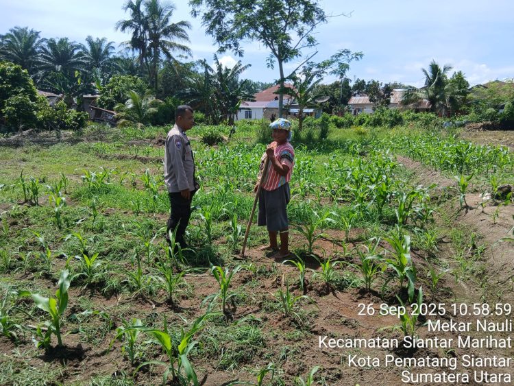 Bhabinkamtibmas Kelurahan Nagahuta Timur, AIPTU F. Munthe melaksanakan sambang kepada warga Ibu Misel br. Sianipar sedang membersihkan lahan jagung, di Jalan Pattimura Ujung, pada Jumat (26/9/2025) siang.