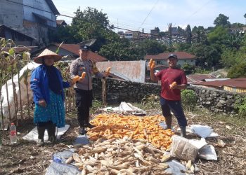 Bhabinkamtibmas Kelurahan Kahean, AIPDA H.E. Pane melaksanakan sambang kepada warga Pak Kandar yang panen jagung, di Jalan Rakutta Sembiring, pada Minggu (21/9/2025) siang.