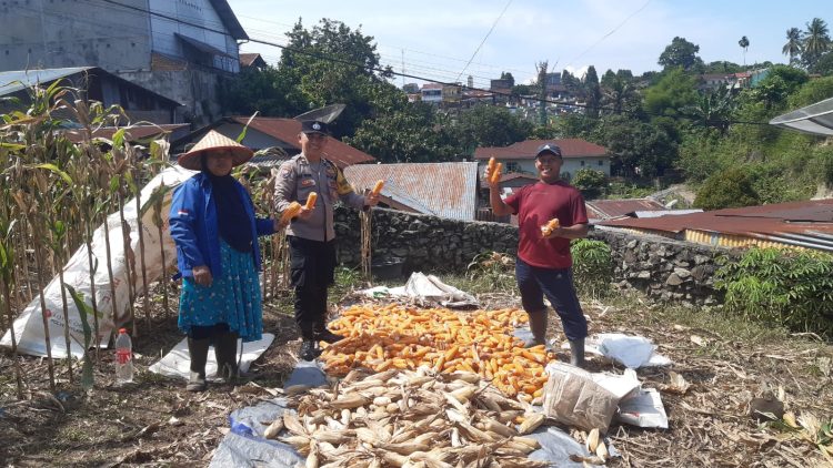 Bhabinkamtibmas Kelurahan Kahean, AIPDA H.E. Pane melaksanakan sambang kepada warga Pak Kandar yang panen jagung, di Jalan Rakutta Sembiring, pada Minggu (21/9/2025) siang.