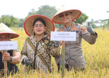 Kapolres Pematangsiantar, AKBP Sah Udur T.M. Sitinjak SH, SIK, MH, menghadiri panen padi, di Persawahan Pok Tani Damai Sejahtera, Dusun Matio, Kecamatan Sianțar Marimbun, Kota Pematangsianțar, pada Selasa (9/9/2025) pagi.