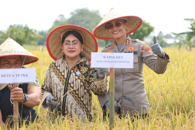Kapolres Pematangsiantar, AKBP Sah Udur T.M. Sitinjak SH, SIK, MH, menghadiri panen padi, di Persawahan Pok Tani Damai Sejahtera, Dusun Matio, Kecamatan Sianțar Marimbun, Kota Pematangsianțar, pada Selasa (9/9/2025) pagi.