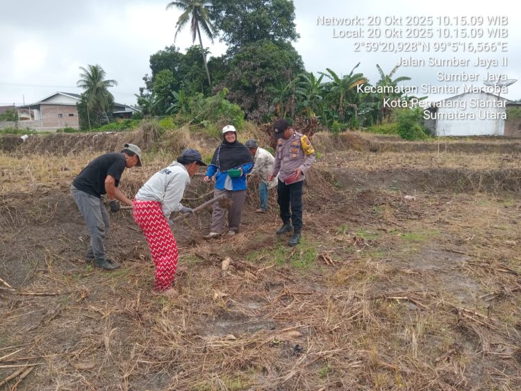 Bhabinkamtibmas Kelurahan Sumber Jaya, AIPTU Ramses M. Tambungn bersama masyarakat, Bapak Harapan Silalahi, tanam jagung di perladangan Jalan Sumber Jaya 2, pada Senin (20/10/2025) pagi.
