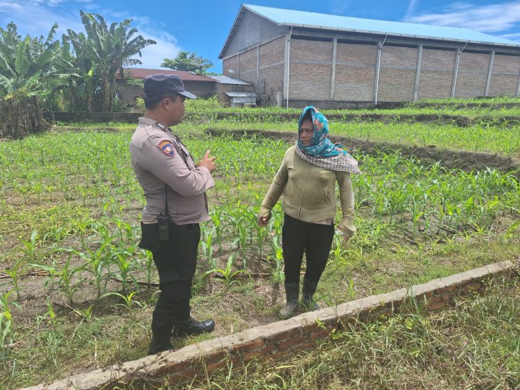 Bhabinkamtibmas Kelurahan Simarimbun, Bripka Johannes C. Siregar, sambangi warga, Ibu Boru Hutabarat yang sedang merawat tanaman jagungnya, di Perladangan Simarimbun Dolok, pada Sabtu (4/10/2025) siang.