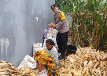 Bhabinkamtibmas Kelurahan Pahlawan, Aiptu Ungkap Hutagalung dan Bhabinkamtibmas Kelurahan Siopat Suhu, sambangi warga sedang panen jagung, Ibu Naudur br. Sitompul, di kompleks Kampus Universitas HKBP Nommensen, Jalan Sangnawaluh, pada Selasa (14/10/2025) pagi.