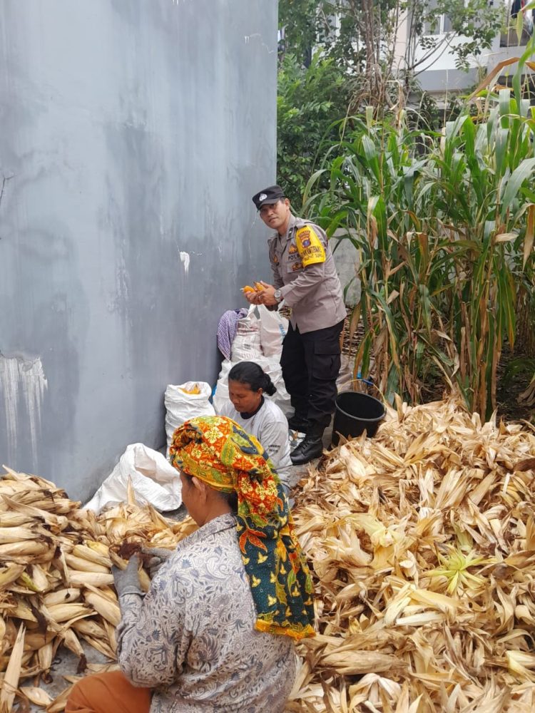 Bhabinkamtibmas Kelurahan Pahlawan, Aiptu Ungkap Hutagalung dan Bhabinkamtibmas Kelurahan Siopat Suhu, sambangi warga sedang panen jagung, Ibu Naudur br. Sitompul, di kompleks Kampus Universitas HKBP Nommensen, Jalan Sangnawaluh, pada Selasa (14/10/2025) pagi.