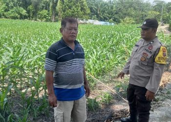 Bhabinkamtibmas Kelurahan Tong Marimbun, AIPTU Isdianto, menggelar sambang ke lahan tanaman jagung warga, di Jalan Manunggal Karya, pada Senin (13/10/2025) siang,