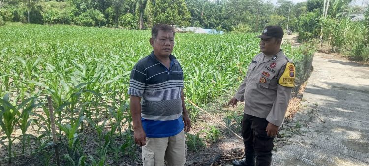 Bhabinkamtibmas Kelurahan Tong Marimbun, AIPTU Isdianto, menggelar sambang ke lahan tanaman jagung warga, di Jalan Manunggal Karya, pada Senin (13/10/2025) siang,