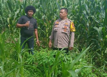 Bhabinkamtibmas Kelurahan Nagapitu, AIPTU S. Ambarita, sambangi lahan tanaman jagung masyarakat, Arthur Juliwanson Damanik, di Jalan Demorasi, pada Sabtu (11/10/2025) pagi.