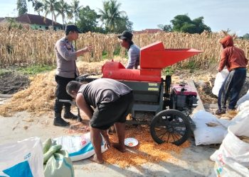 Bhabinkamtibmas Kelurahan Marihat Jaya, Aipda Erick F Marbun, sambangi perladangan jagung warga, milik Bapak Dapot Oppusunggu, di jalan Bahkora II, pada Rabu (1/10/2025) sore.